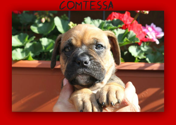 comtessa9